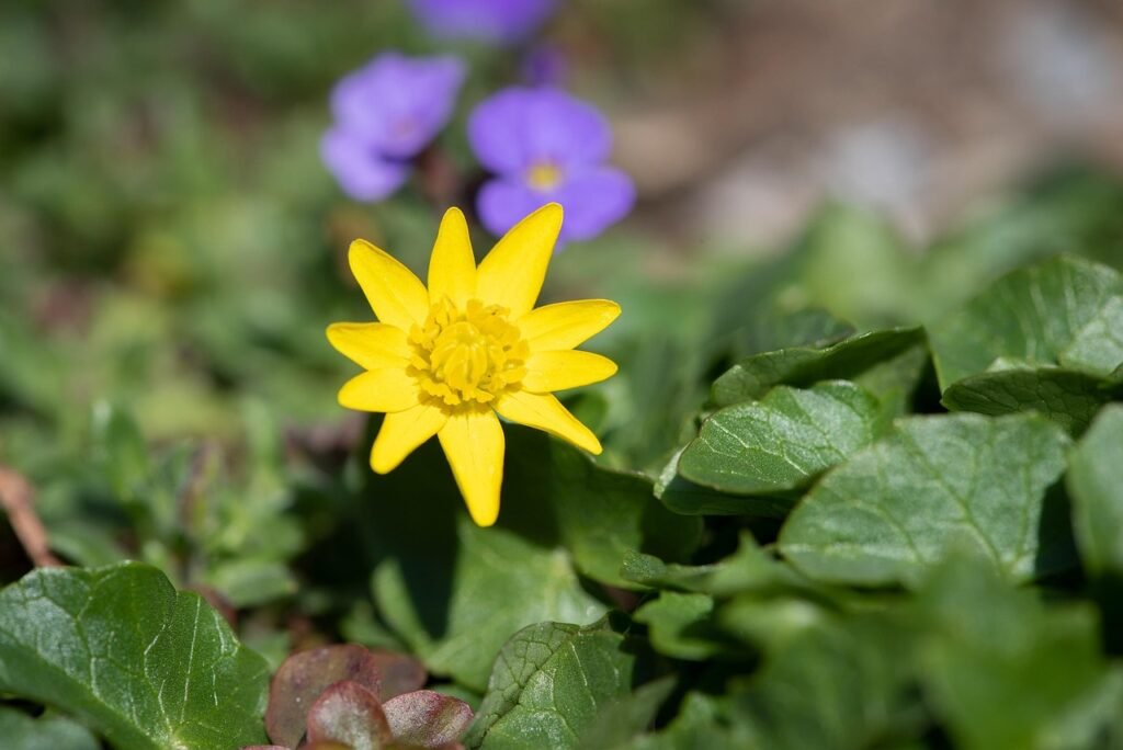 Scharbockskraut mit gelber Blüte