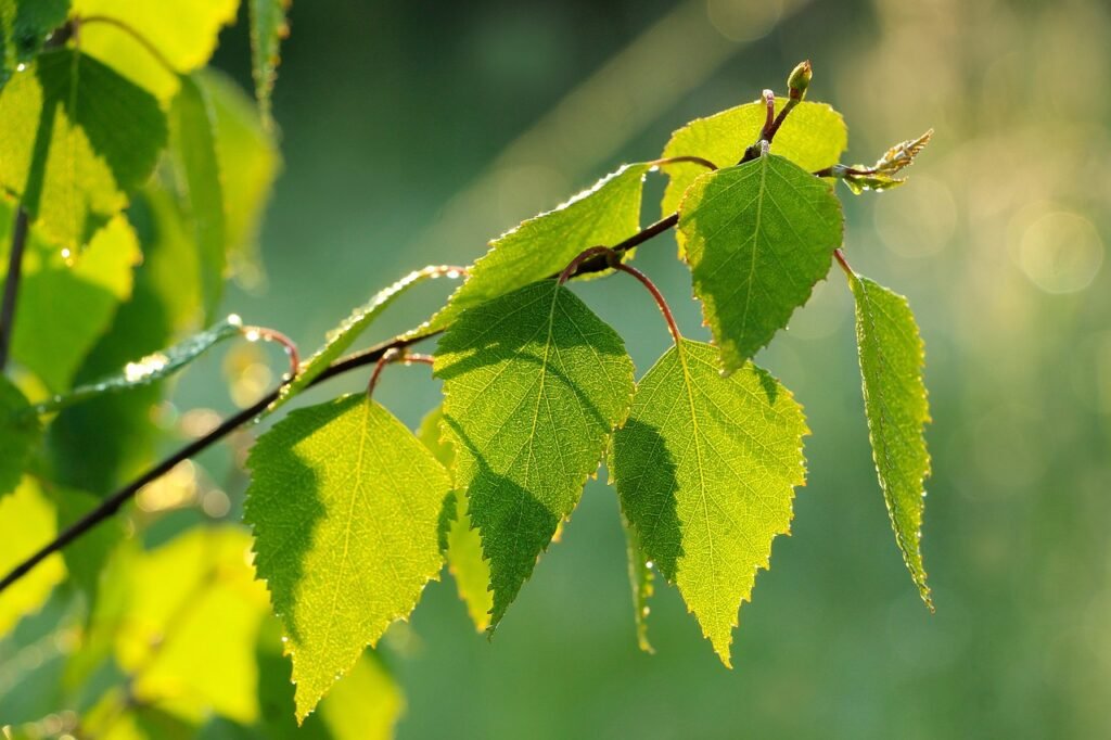 leaves-7257453_1280