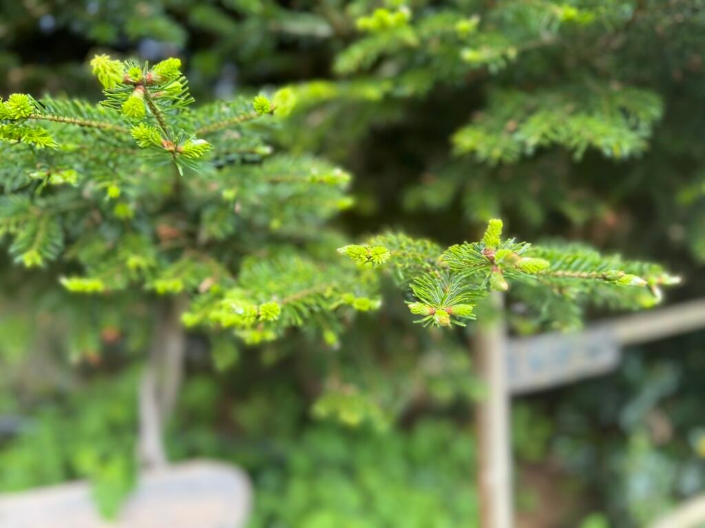 Tannentriebe Maiwipferl