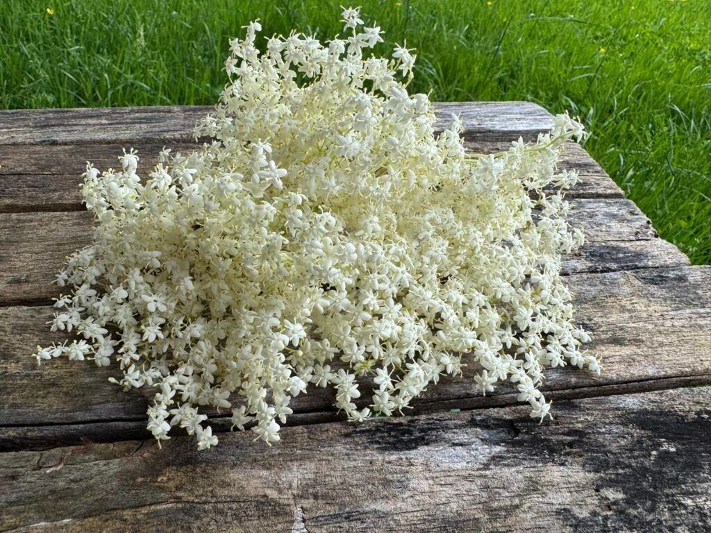 Holunderblüten